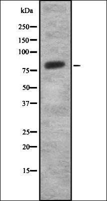 SEMA3C antibody