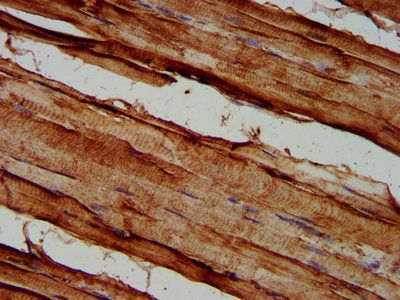 SEMA3C Antibody