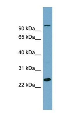 SEMA3D antibody