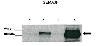 Sema3f antibody
