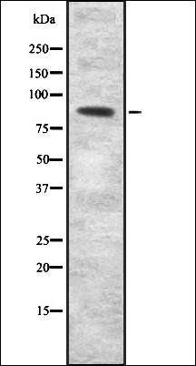 SEMA3F antibody