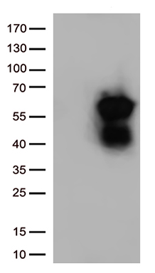 SEMA3G Antibody