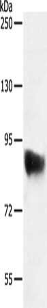 SEMA3G Antibody