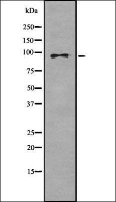SEMA4D antibody