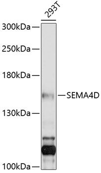 SEMA4D antibody