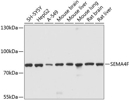 SEMA4F antibody