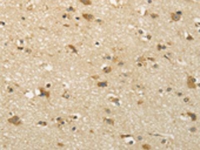 SEMA4F Antibody