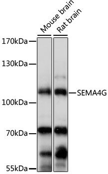SEMA4G antibody