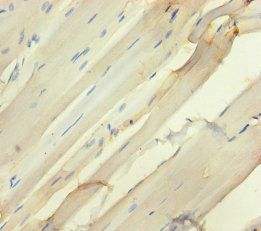 SEMA5A Antibody