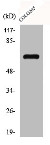 SEMA7A Antibody