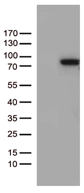 Semaphorin 3D Antibody
