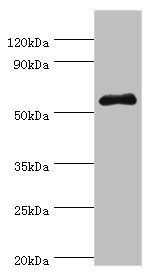 SEMG1 Antibody