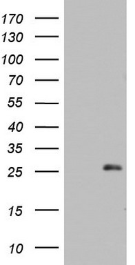 SEN1 (MORF4) antibody