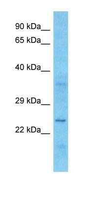 SEN34 antibody