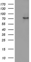 SENP2 antibody