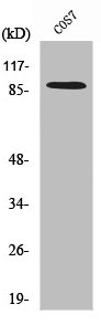 SENP5 antibody