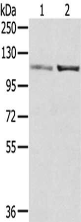 SENP7 antibody