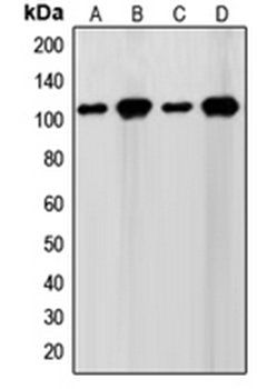 SENP7 antibody