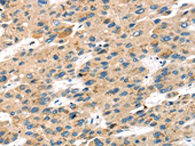 SENP8 Antibody
