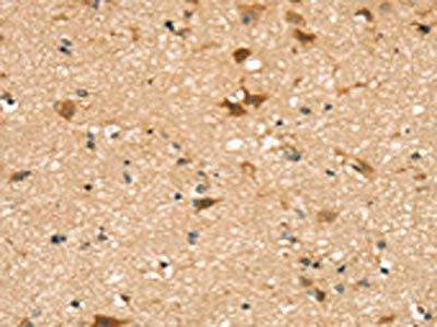 SENP8 Antibody