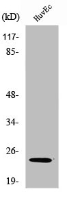 SENP8 Antibody