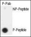 SEPARIN (phospho-Ser1126) antibody