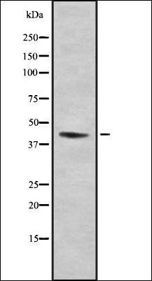SEPP1 antibody