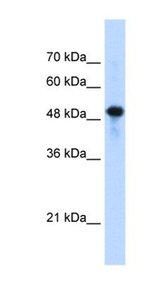 SEPT10 antibody