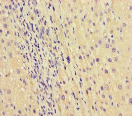 SEPT2 Antibody