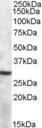 41884 antibody