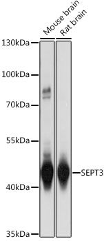 SEPT3 antibody