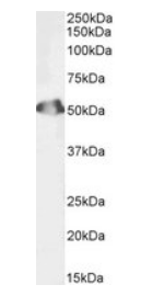 Goat anti-SEPT6, Biotinylated Antibody