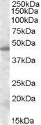 Goat anti-SEPT7 Antibody
