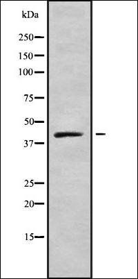 Septin 1 antibody