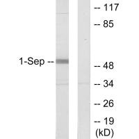 Septin-1 antibody