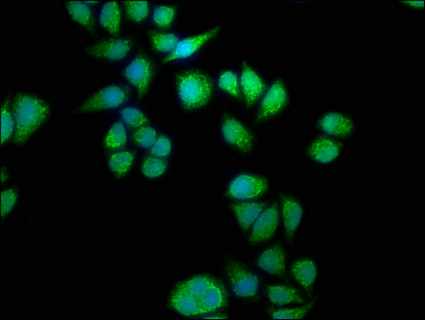 SEPT11 Antibody