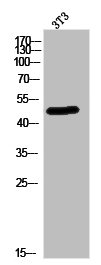 Septin-14 antibody