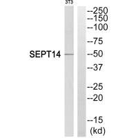 Septin-14 antibody
