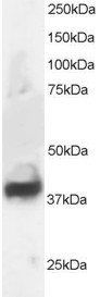 Goat anti-Septin 3 Antibody