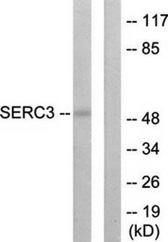 SERC3 antibody
