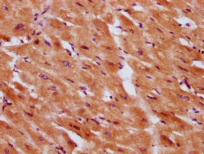 SERF1A Antibody