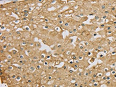 SERINC1 antibody