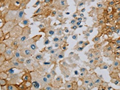 SERINC1 antibody