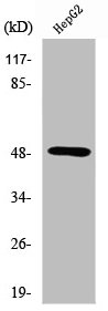 SERINC1 Antibody