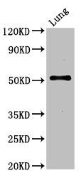 SERINC1 Antibody