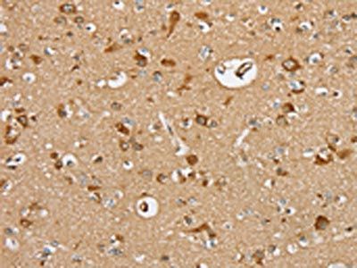 SERINC2 Antibody