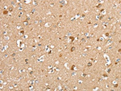 SERINC2 Antibody