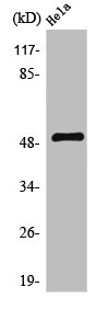SERINC2 antibody