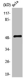 SERINC2 Antibody