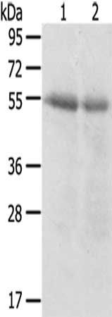 SERINC3 antibody